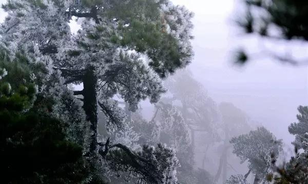 针织裙